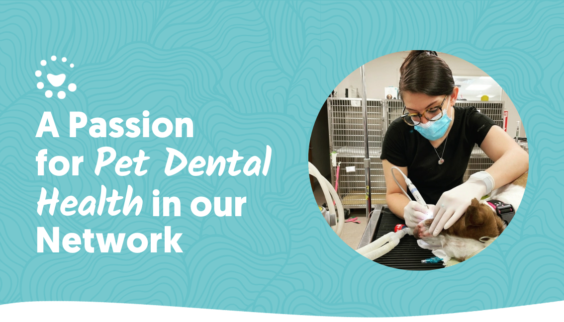 VetCor Family Of Hospitals Pet Dental Health vetcor-family-of-hospitals-pet-dental-health